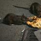 موش‌های پایتخت؛ تصویری آشنا که همه از آن در گریزند