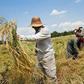 برداشت برنج در شالیزارهای مازندران و گیلان